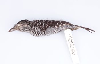 Media type: image;   Ornithology 77127 Description: Photograph of specimen: Lateral.;